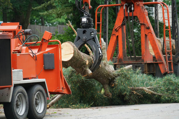 Best Tree Preservation Services  in Cascades, VA