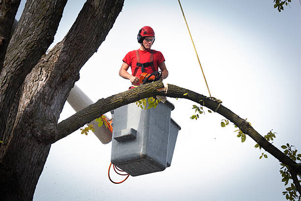 Reliable Cascades, VA Tree Removal Solutions